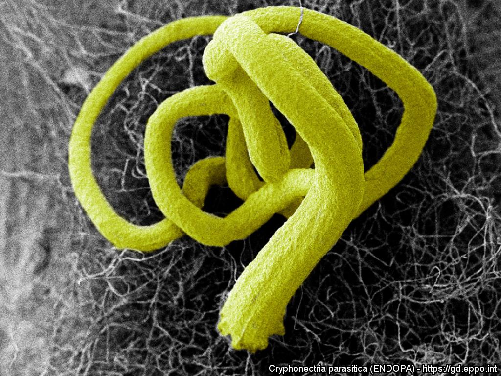 Microfotografia elettronica a scansione che mostra Cryphonectria parasitica