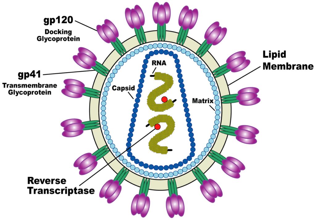 virus HIV