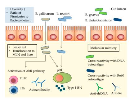 Rapporto tra microbiota e lupus eritematoso sistemico