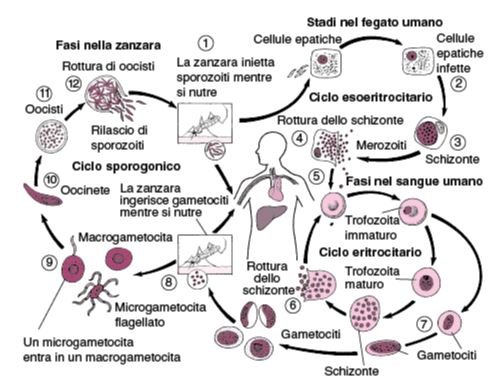 Ciclo vi tale di Plasmodim falciparum