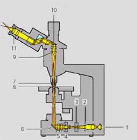 Microscopio a ipofluorescenza, i numeri corrispondono
agli stessi elementi nel microscopio ad epifluorescenza; manca solo il partitore dicorico.