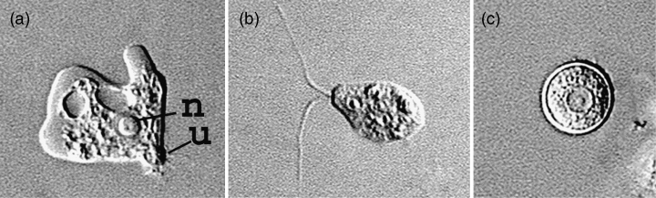 N. fowleri varie forme