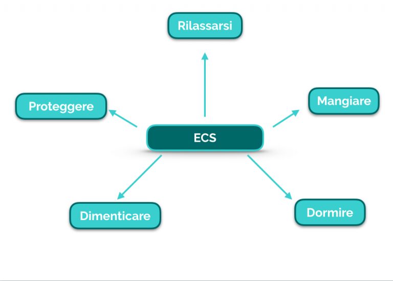 Effetti principali dei cannabinoidi endogeni