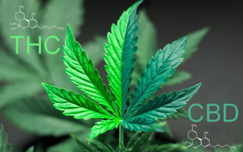I cannabinoidi esogeni