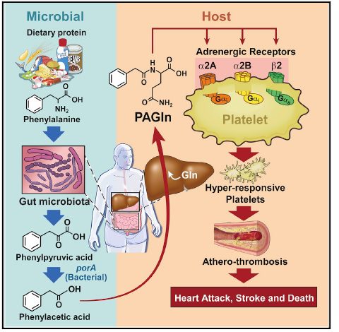 Schema riassuntivo del metabolismo della PEGIn