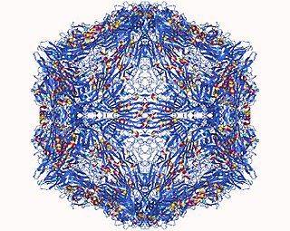 Struttura di un Ambidensovirus