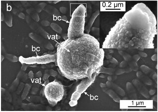 Micrografia al microscopio elettronico a scansione che mostra sfere di vaterite (vat) associate a cellule di B. diminuta. Alcune cellule batteriche si presentano parzialmente calcificate (bc). Nel riquadro in alto viene mostrata una cellula parzialmente calcificata coperta da precipitati sferici.