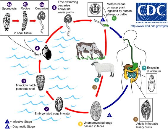 ciclo fasciola