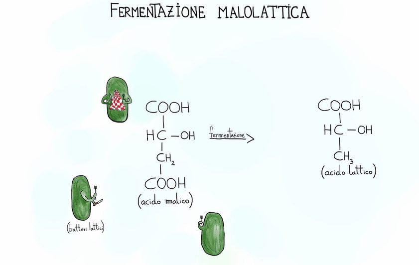 La scienza della fermentazione: il ruolo di batteri e lieviti