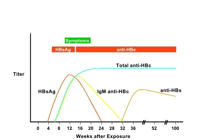 Andamento sierologico dei marcatori di infezione, di danno virus-indotto e di immunità durante l’infezione acuta da HBV con evoluzione a guarigione. La persistenza degli anticorpi anti-HBs ne tempo sono indice di immunità duratura. HBsAg è il primo marcatore ad essere determinabile dopo circa 35-40 giorni dall’esposizione ad HBV.