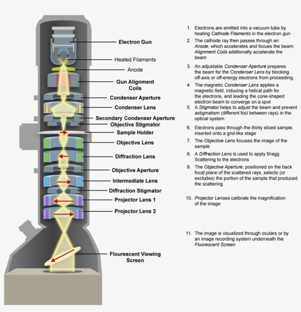 rappresentazione schematica di un microscopio elettronico TEM