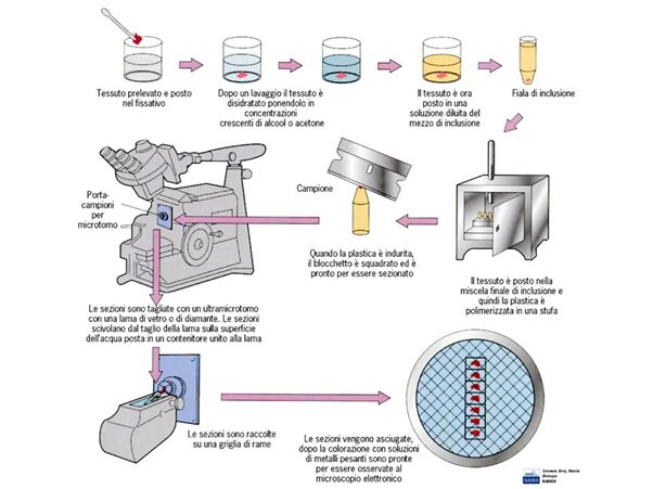 schema della tecnica delle fette in microscopia elettronica