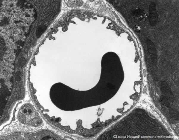 l'immagine mostra la sezione trasversale di un capillare catturata facendo uso di un microscopio elettronico TEM