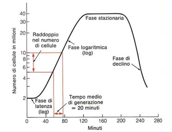 curva di crescita batterica