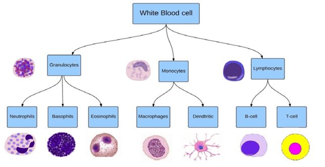 Il sistema immunitario: Le diverse cellule facenti del gruppo dei globuli bianchi