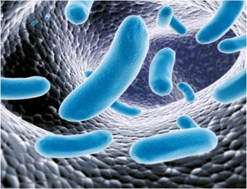 Microbiota umano
