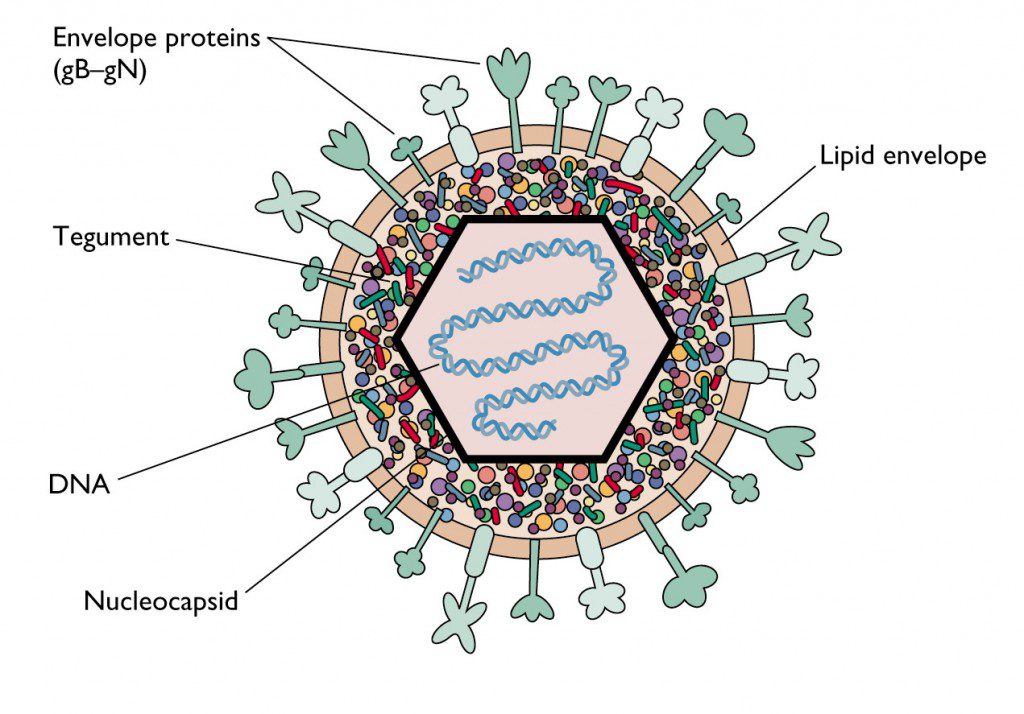 virus Herpes virus