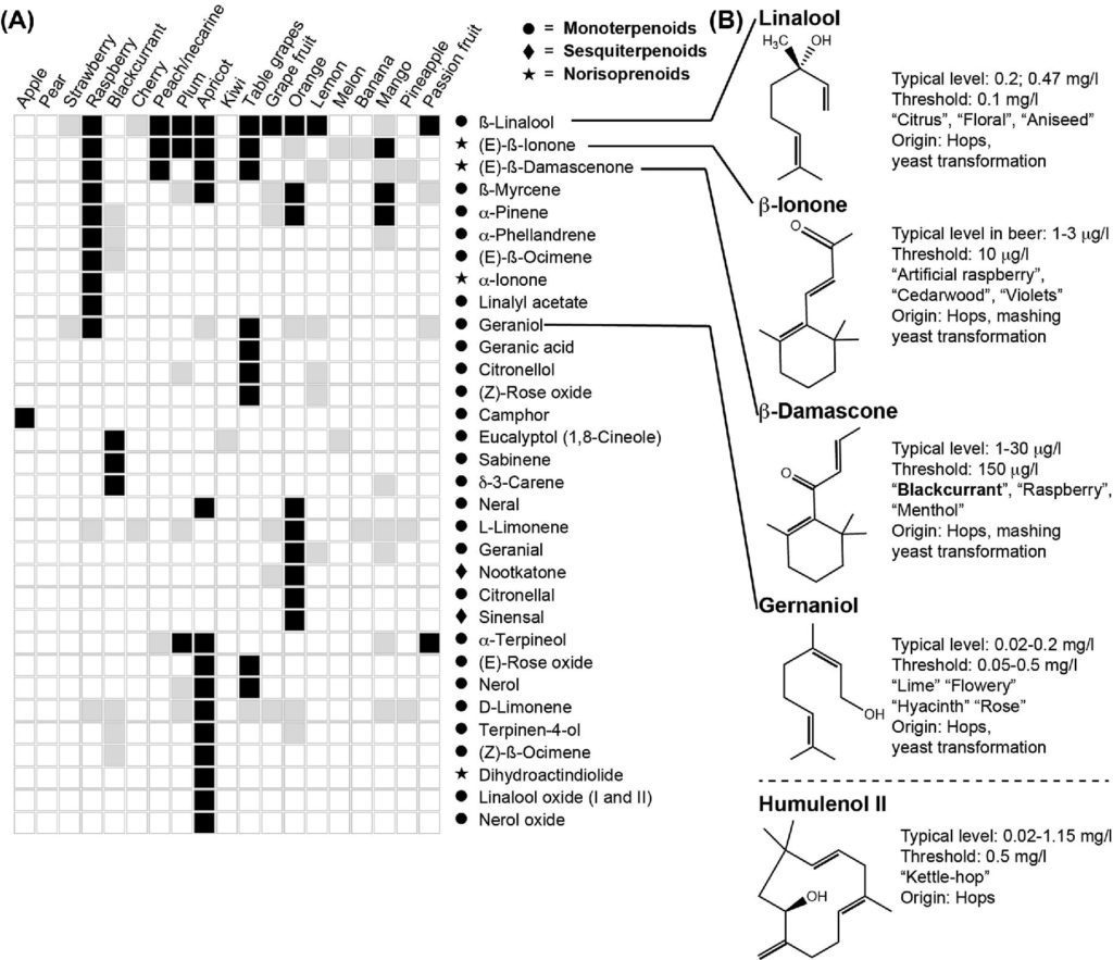 terpeni presenti nella birra