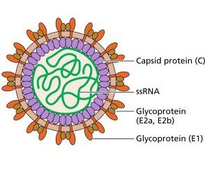 Figura 1 - Virione di RuV. L’RNA virale è racchiuso in un capside formato molte unità di proteina C. L’envelope è strettamente associato al capside icosaedrico e presenta le glicoproteine (spike) E1 ed E2 coinvolte nell’attacco e penetrazione del virus all’interno della cellula ospite.