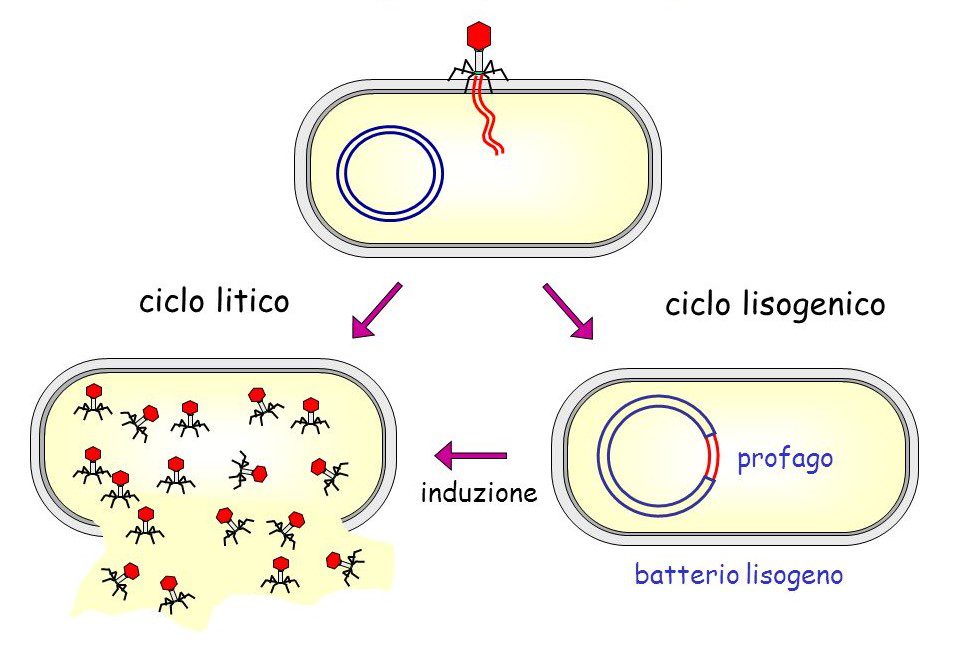 Schema riguardante il ciclo litico e lisogenico