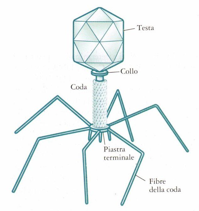 Schema della struttura di un batteriofago