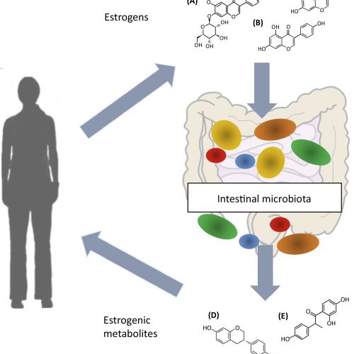 L’estroboloma è l’insieme di batteri in grado di modulare il ricircolo enteroepatico di estrogeni e influenzare così i livelli circolanti di questi ormoni e la loro escrezione. Microbiota