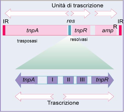 Rappresentazione schematica del trasposone TnA con i tre geni tnpA (trasposasi), tnpR (resolvasi) e ampR (gene di resistenza all’ampicillina)