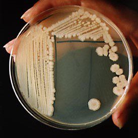 Bacillus subtilis in nutrient agar