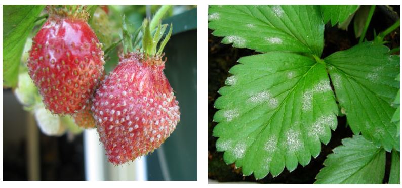 Figura 3: Sintomi da Oidio della fragola; a sinistra, gli acheni sporgono in maniera evidente; a destra, stadi iniziali con macchie biancastre polverose su foglie.