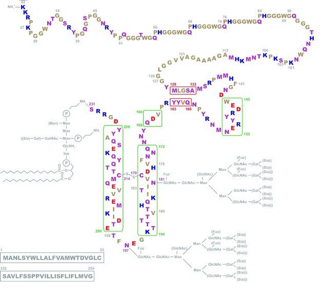 PrPC. In basso a sinistra sono riportate le sequenze del peptide segnale (aa 1-22) e dell’ultimo tratto dell’estremità C-terminale (aa 232-254). Peptide segnale (aa 1-22), 2 esapeptidi (aa 34-39 e 45-50), 5 octapeptidi (aa 60-91), regione idrofobica conservata (aa 113-128), β strand 1 (aa 129-133), α-elica 1 (aa 145-153), β strand 2 (aa 160-163), α-elica 2 (aa 166-194), ponte disolfuro Cys 179 e Cys 214,1° sito di N-glicosilazione Asn 181, 2° sito di N-glicosilazione Asn 197, α-elica 3 (aa 200-226) e sito di legame dell’ancora GPI al residuo di Ser 231. A pH7 sono indicati: in rosso i residui carichi positivamente, in blu quelli carichi negativamente, in magenta i neutri e in marrone gli idrofobici.