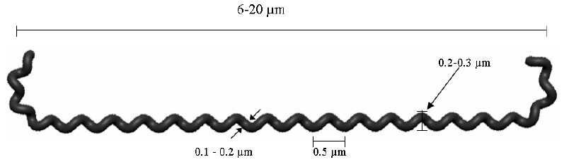 Figura 1 - Aspetto schematico della L. interrogans