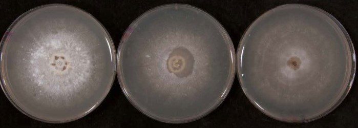 Figura 3: Colture di Tulasnella spp. su PDA (a sinistra), FIM (al centro) e 3MN+AZ (a destra).