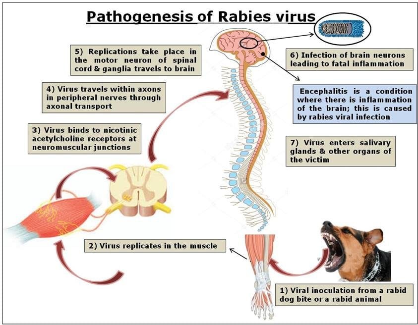Patogenesi del virus della rabbia