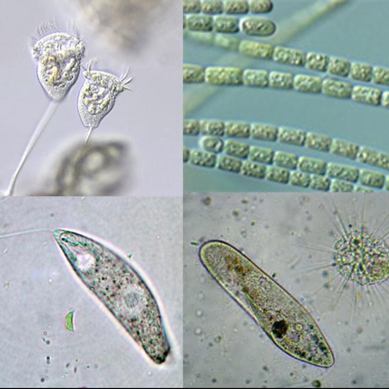 Il microscopio ottico: come si usa e come si prepara un vetrino