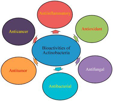 Schema delle bioattività degli Attinomiceti