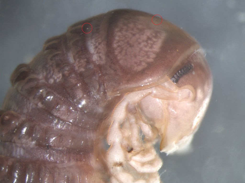 Cambala annulata e la sua foto su Twitter