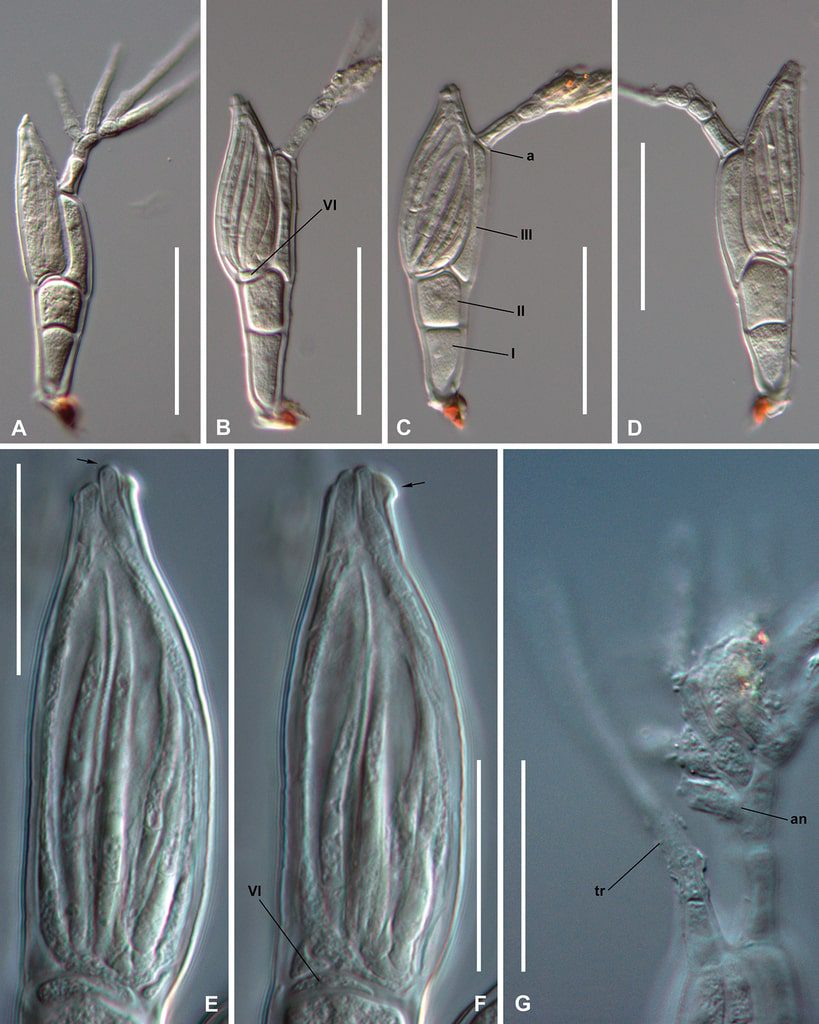 Troglomyces twitteri