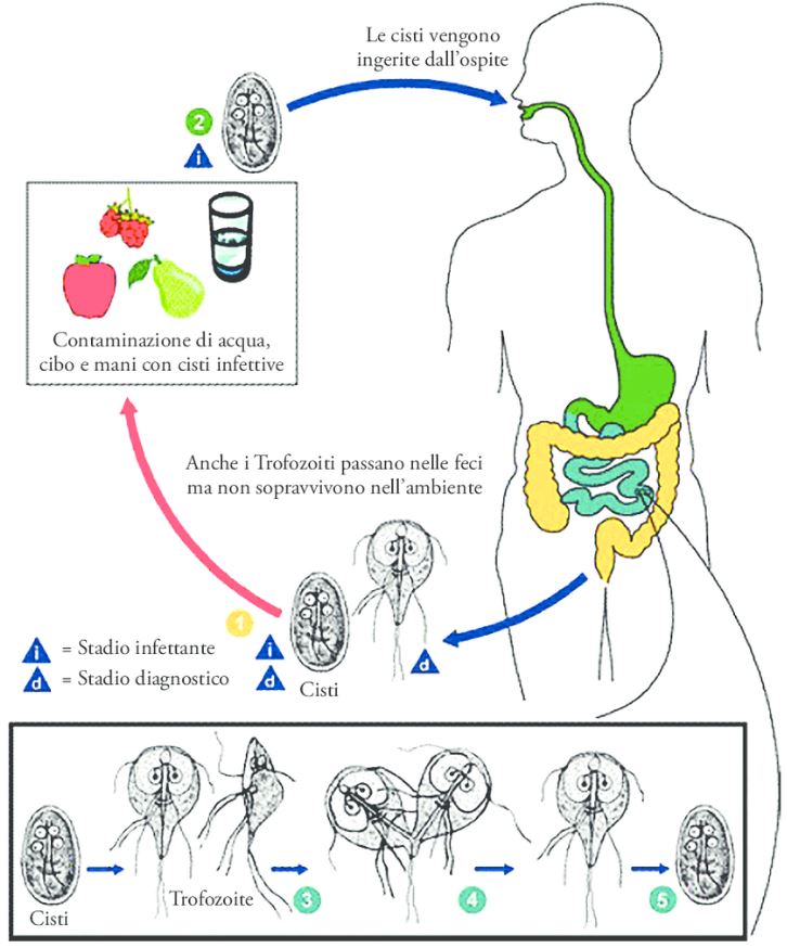 Ciclo vitale di Giardia duodenalis