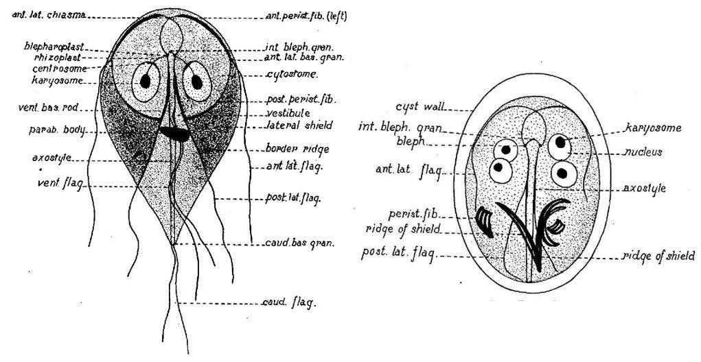 Schematizzazione della struttura di Giardia intestinalis