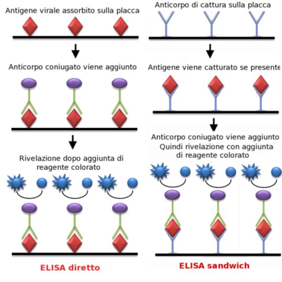 confronto tra ELISA diretto e ELISA sandwich