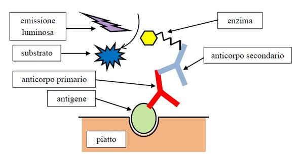 ELISA indiretto