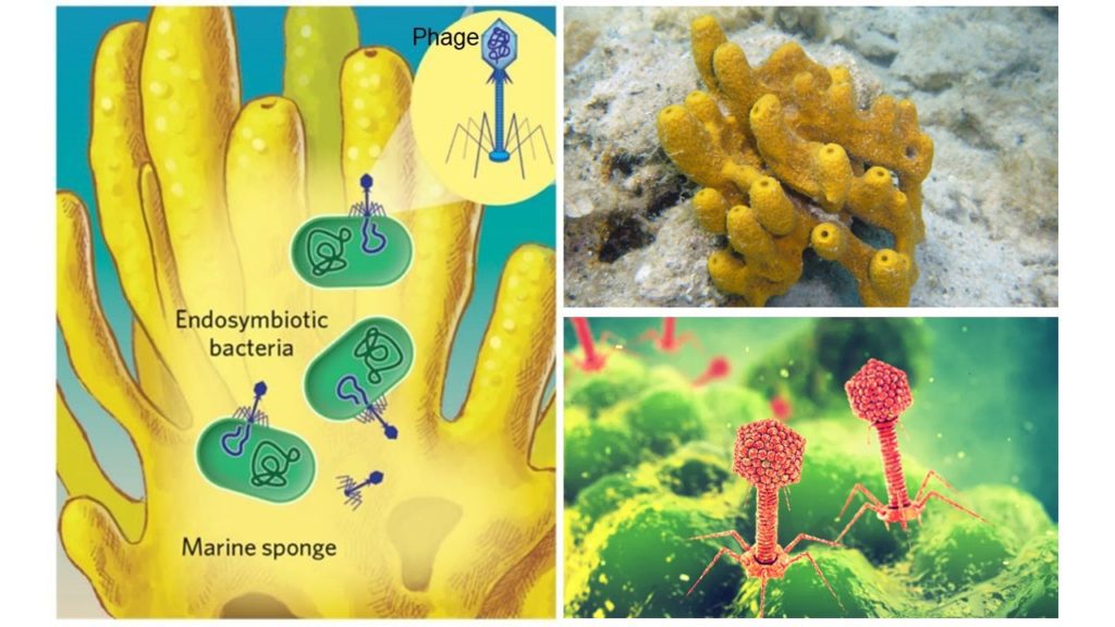 Rappresentazione dell'interazione fra spugne marine, batteri simbiotici e batteriofagi che infettano i batteri