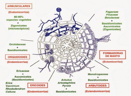 Figura 2: Schema rappresentante i diversi tipi di micorrize. A sinistra troviamo la tipologia di micorrize riguardante le Orchidee: le endomicorrize.