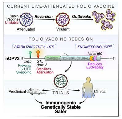 nOPV2 trials