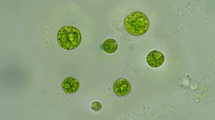 Figura 2 - Alghe unicellulari