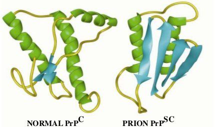 Struttura tridimensionale di entrambe le proteine. In verde sono rappresentate le strutture in α-elica ed in azzurro i foglietti β.