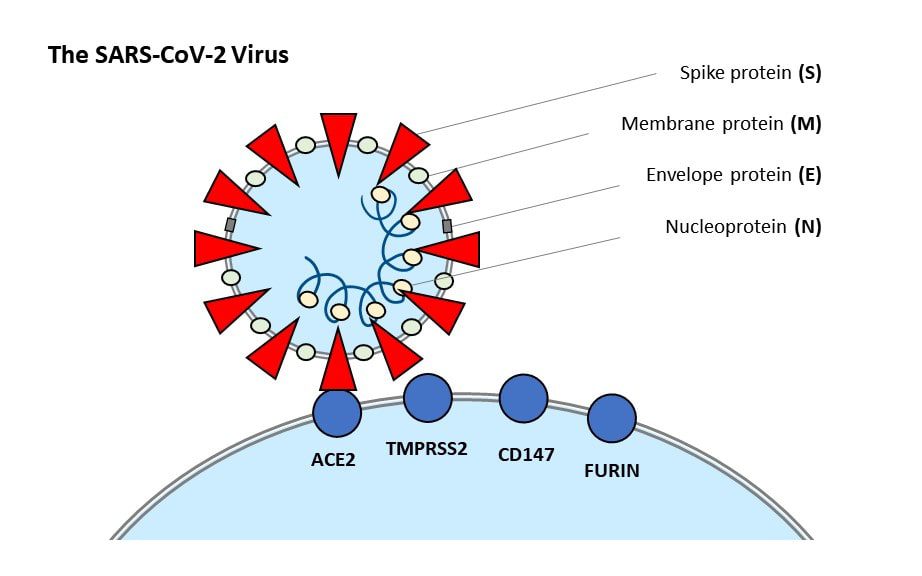 meccanismo d'aggancio del virus SARS-CoV-2 alla cellula ospite
