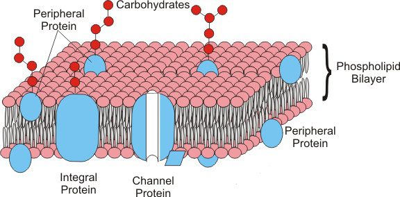 Figura 5: Le proteine di membrana, in base alla loro disposizione nel doppio strato fosfolipidico, possono essere distinte in proteine integrali o periferiche. 