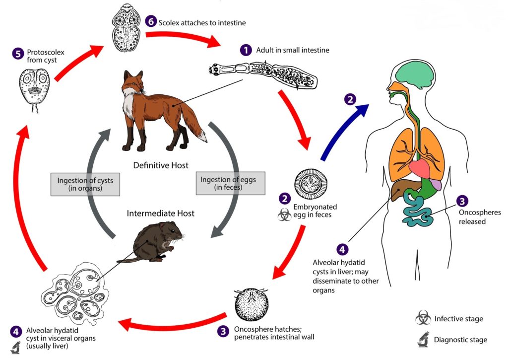 Rappresentazione schematica del ciclo vitale dell’E. multilocularis