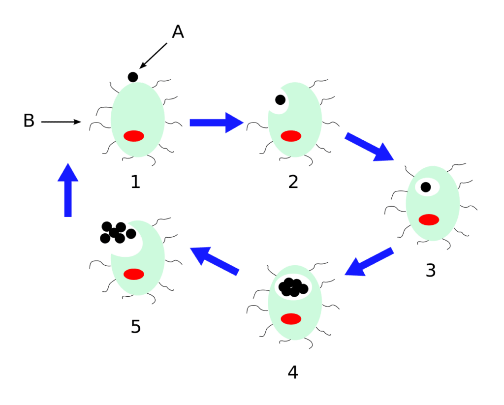Ciclo replicativo di Chlamydophila pneumoniae
